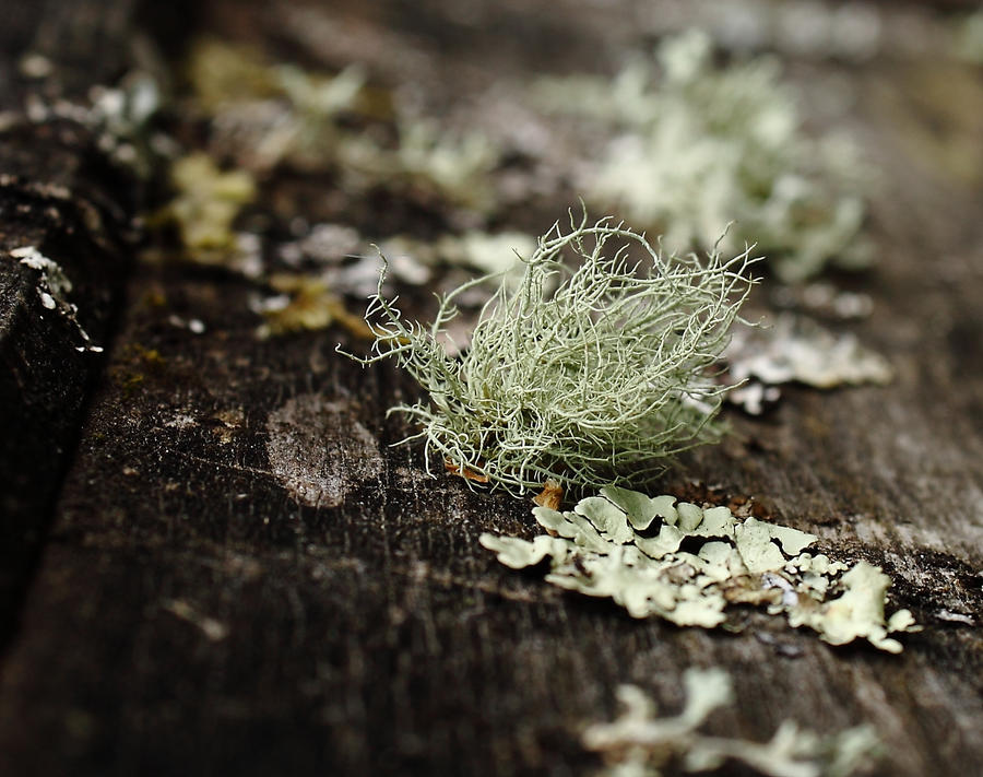 Lichen Study