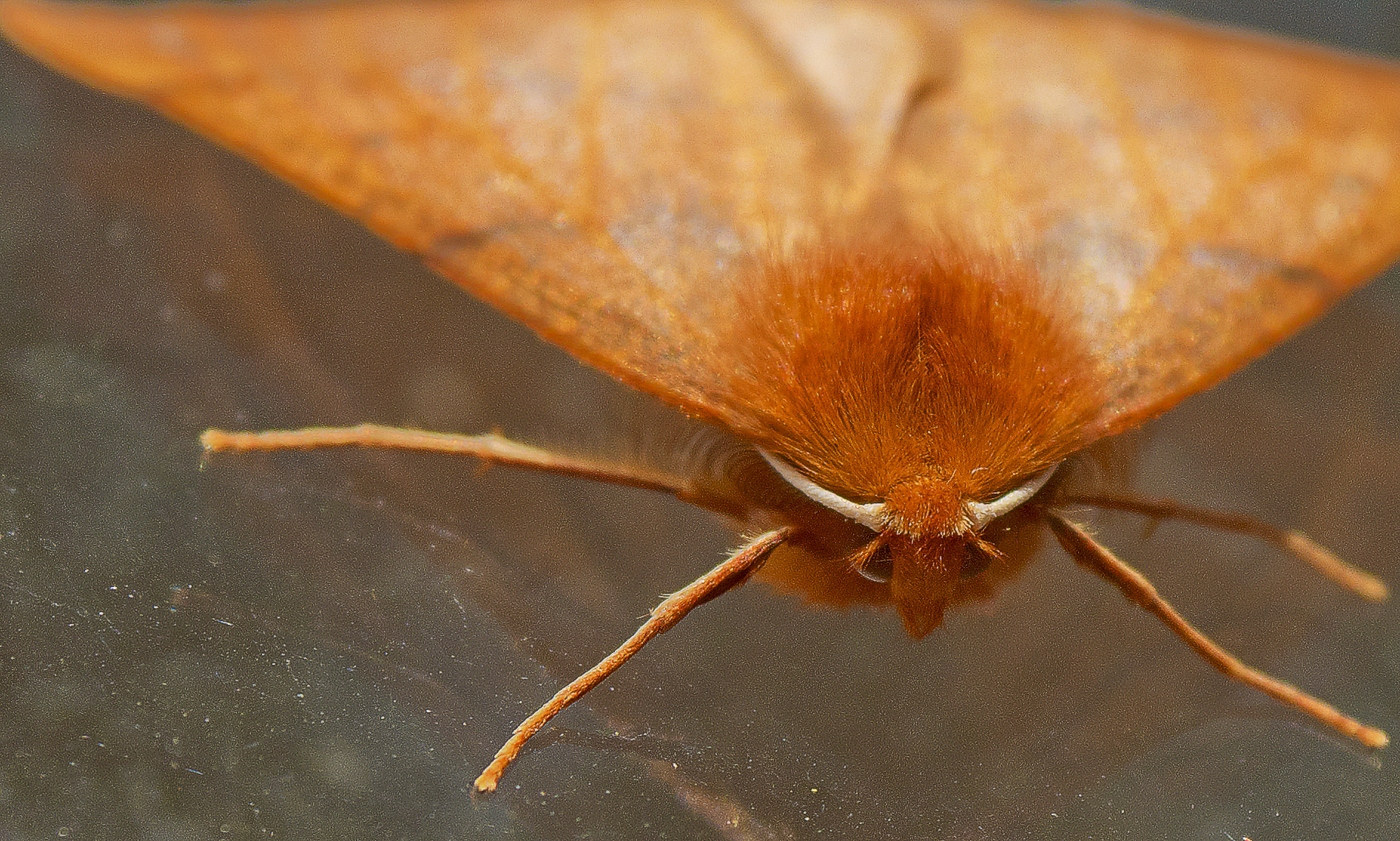 Fuzzy Face Moth