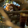 Sleeping Red Panda