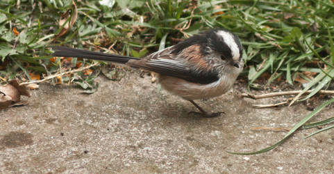 Longtailed Tit