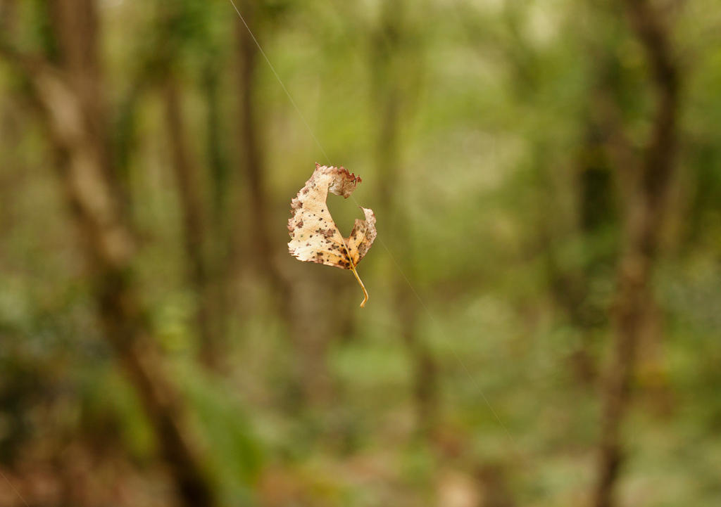 Floating Leaf