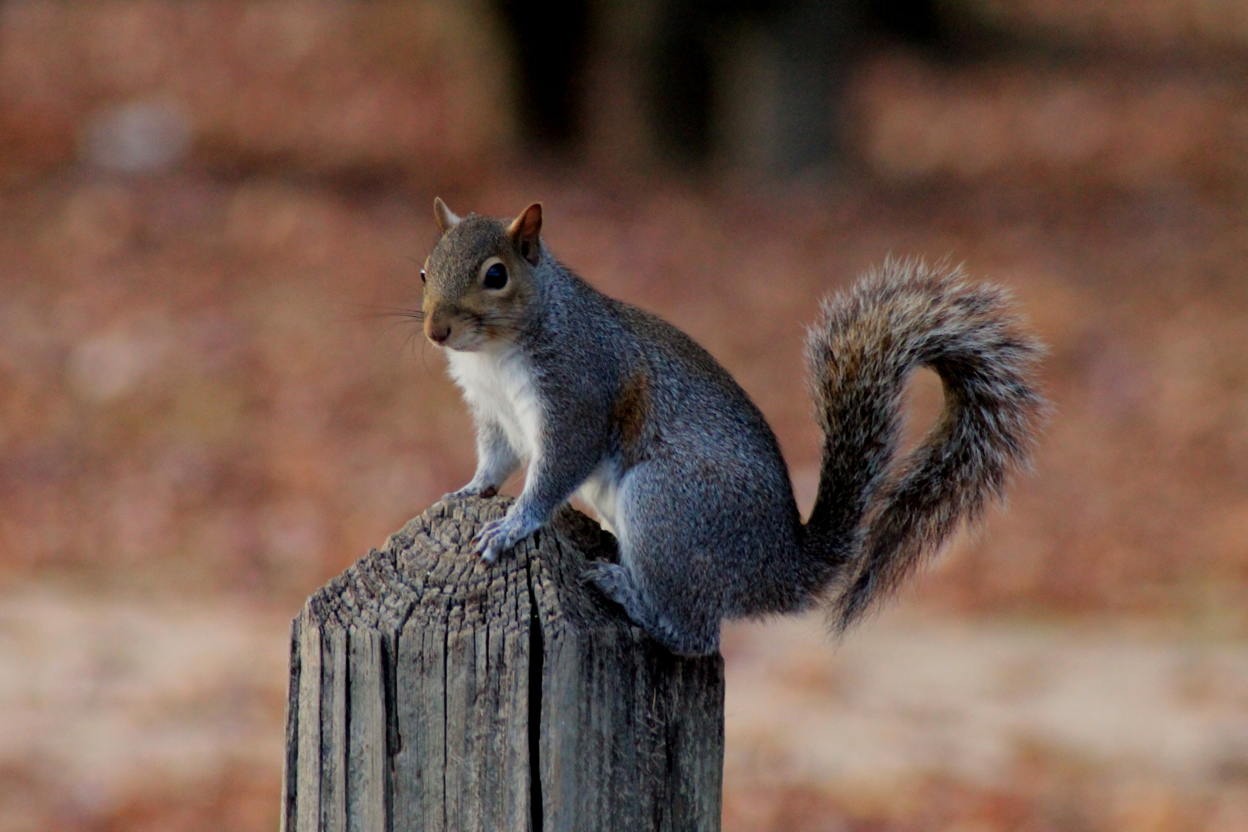 Squirrel on Post