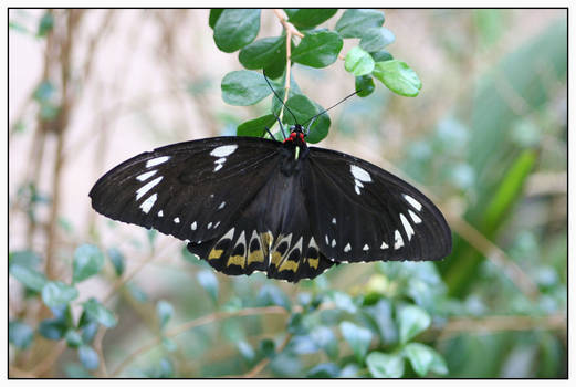 Wings of Colour