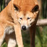 Australian Dingo