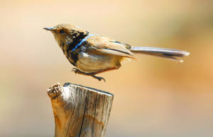 Wren in flight