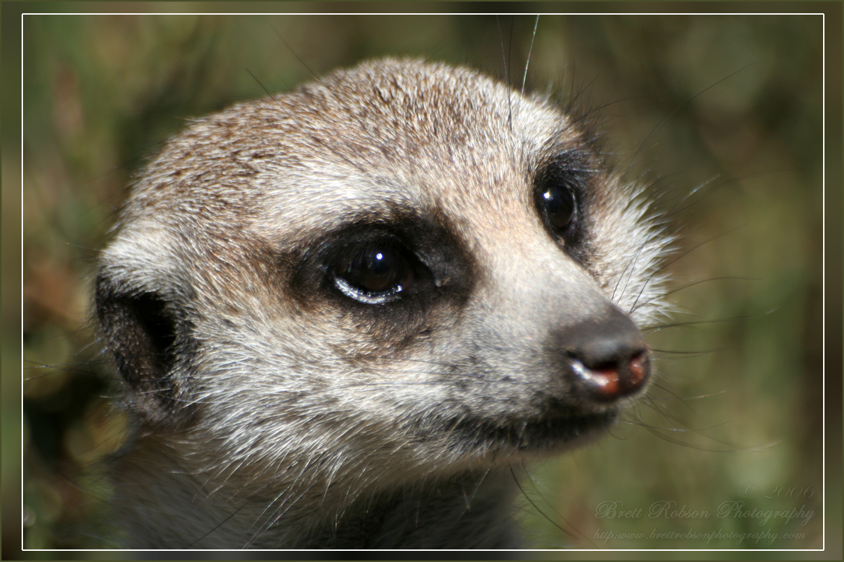 Portrait of a Meercat