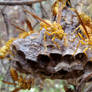 Indian Yellow Jackets