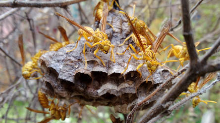 Indian Yellow Jackets