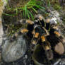 Mexican redknee tarantula