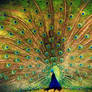 Pavo Real