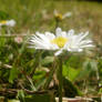 Daisy Flower