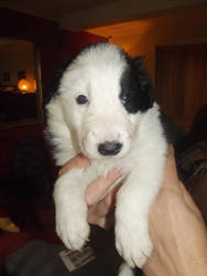 Border Collie Puppy