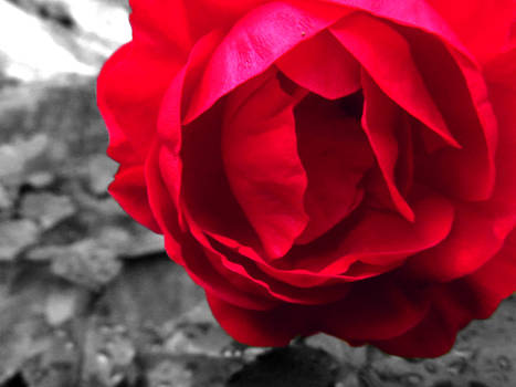 Red Rose