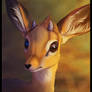 Dikdik - Photo study