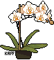 (F2U) White Orchid