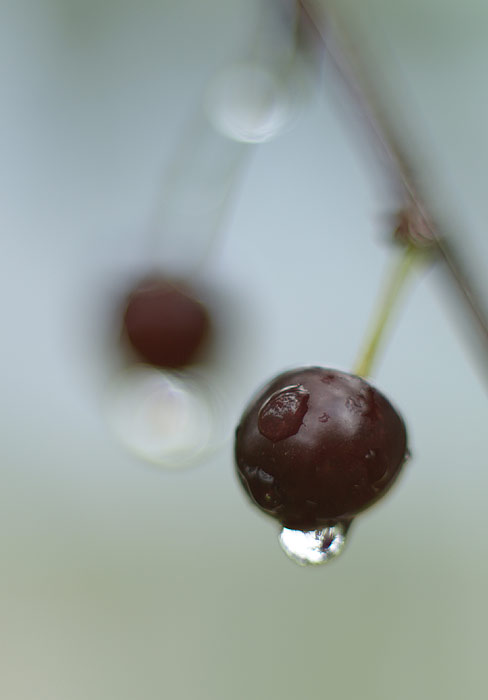 Last cherry under rain