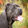 Cane Corso Italiano, portrait1