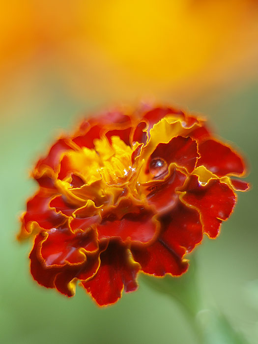 Tagetes after rain 1