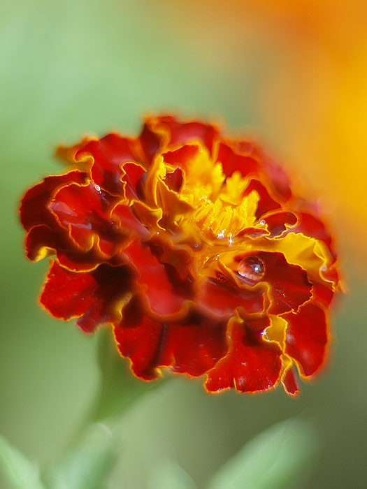 Tagetes after rain 2