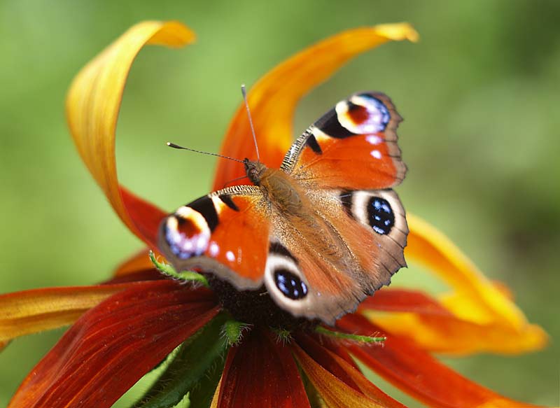 Butterfly on flower