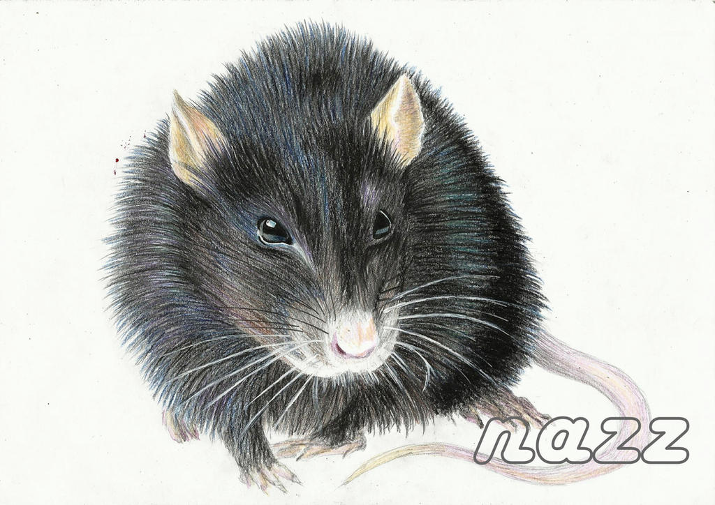 Rat Deviantart rat by drawingsbynatalia on DeviantArt
