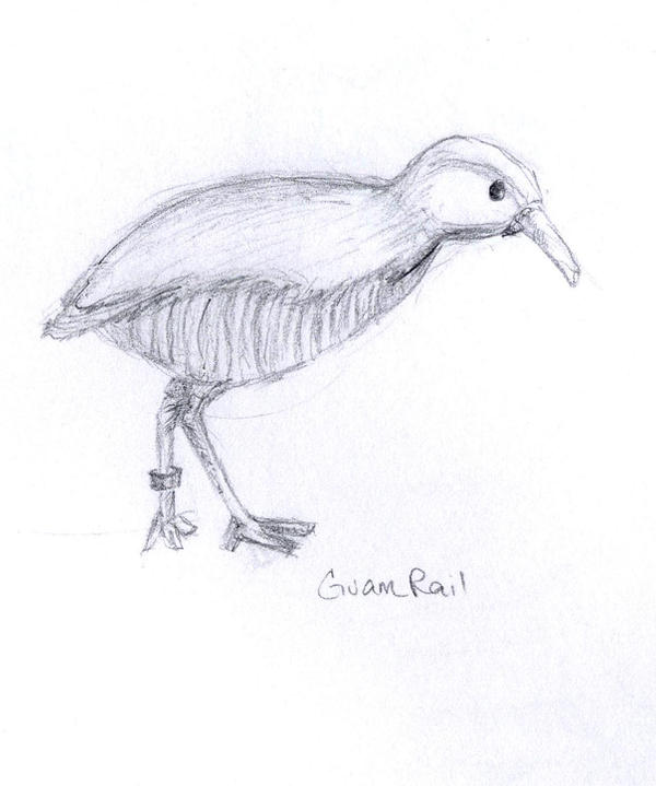Draw Guam Guam Rail by tsuanimechan on DeviantArt
