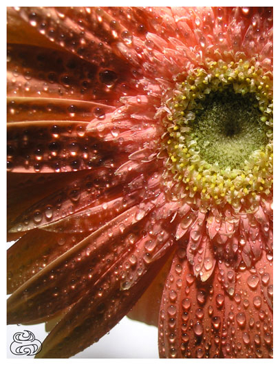 -: Gerbera v.1 Edited :-