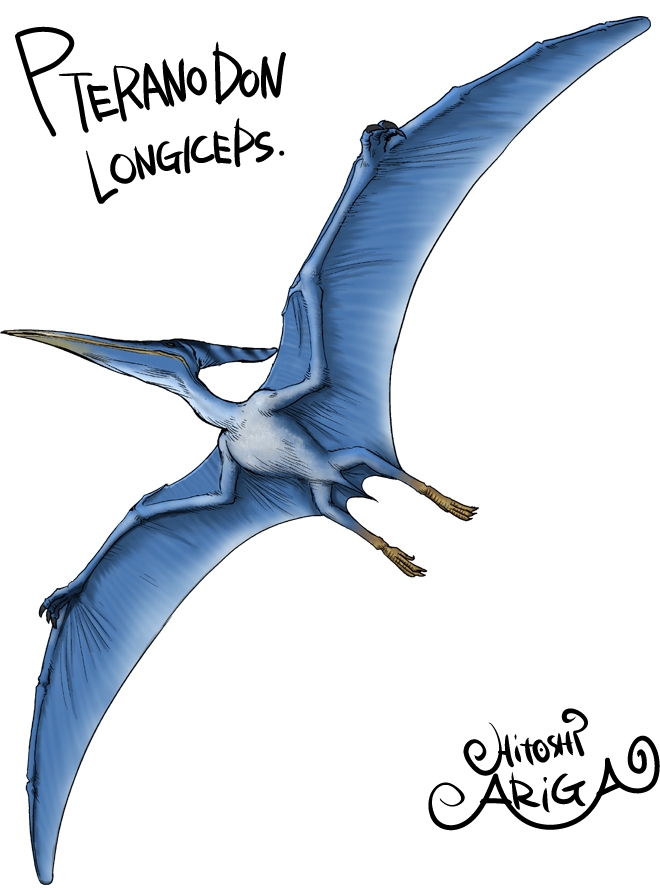 Pteranodon By Hitoshiariga On Deviantart -