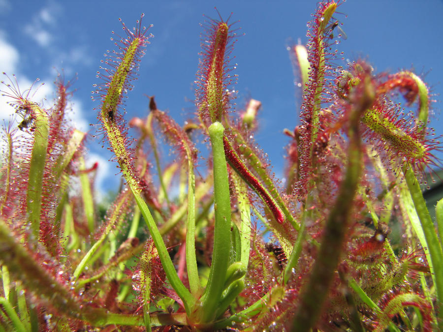 Sundew Insect Eating Plant by lexusman on DeviantArt