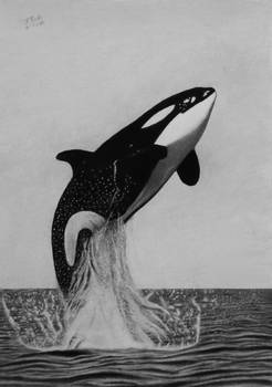 Orca-The joy of freedom