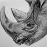 Rhinoceros - a peaceful giant