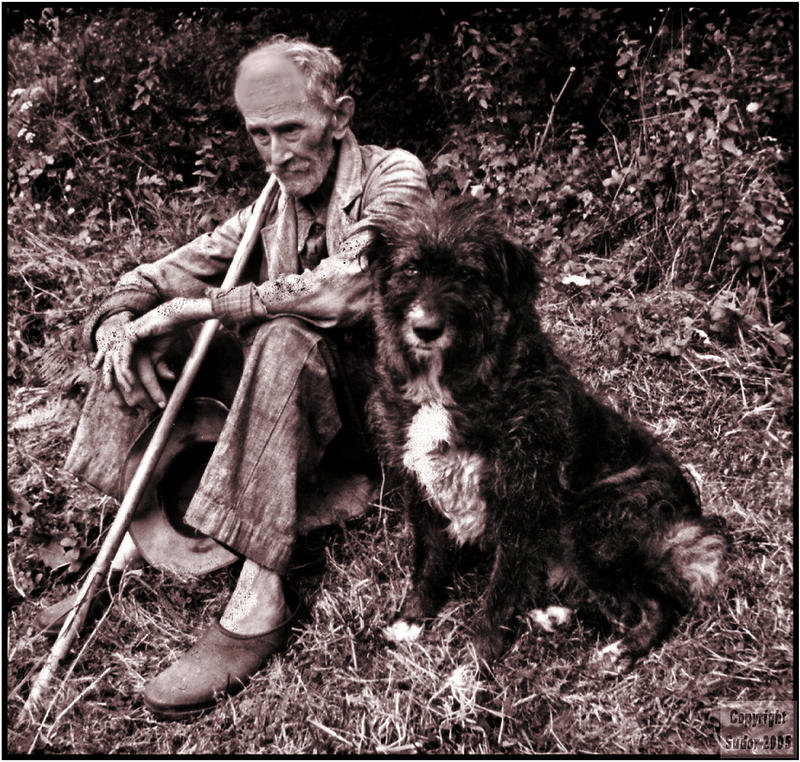 Pyrenean shepherd