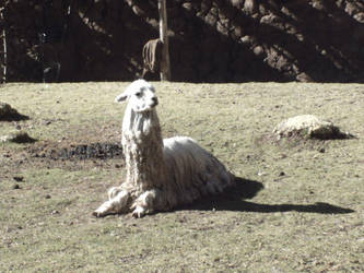 It's a Llama...