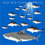 Tiger Shark with Tuna
