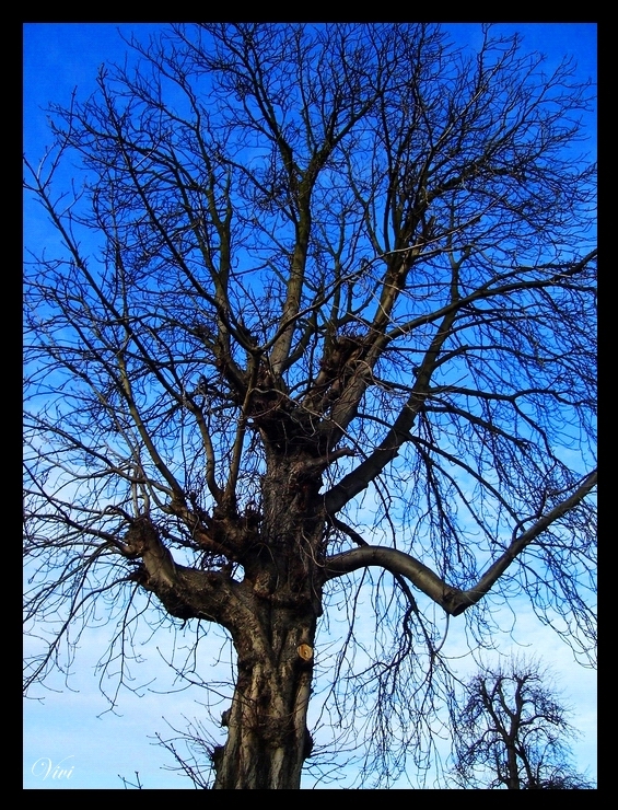 Naked Tree