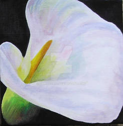 Calla lily