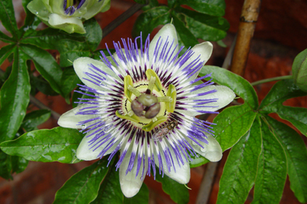 Passion Flower and Hoverfly