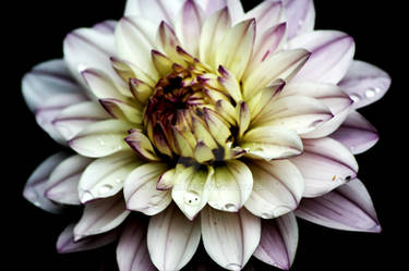 Water Lily Dahlia