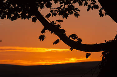 Tree Branch Silhouetted Against Sunset