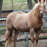 Palomino horse stock