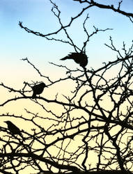 bird_silhouette_multi002_stock