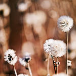 1+1:2 by Frall