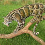 Clouded Leopard