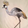 Grey Crowned Crane