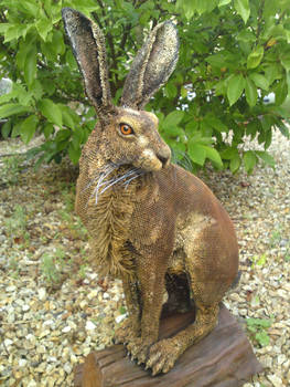 Hare by Matt Cummings