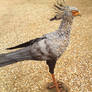 Secretary Bird