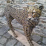 Standing Cheetah