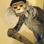 Douc Langur Colobine Monkey