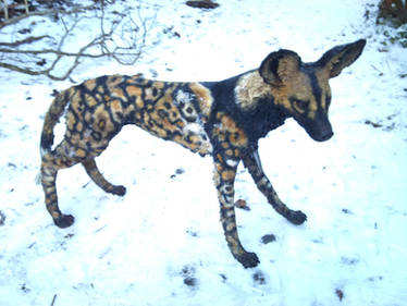 African Wild-Dog