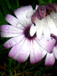 Glowing Flowers